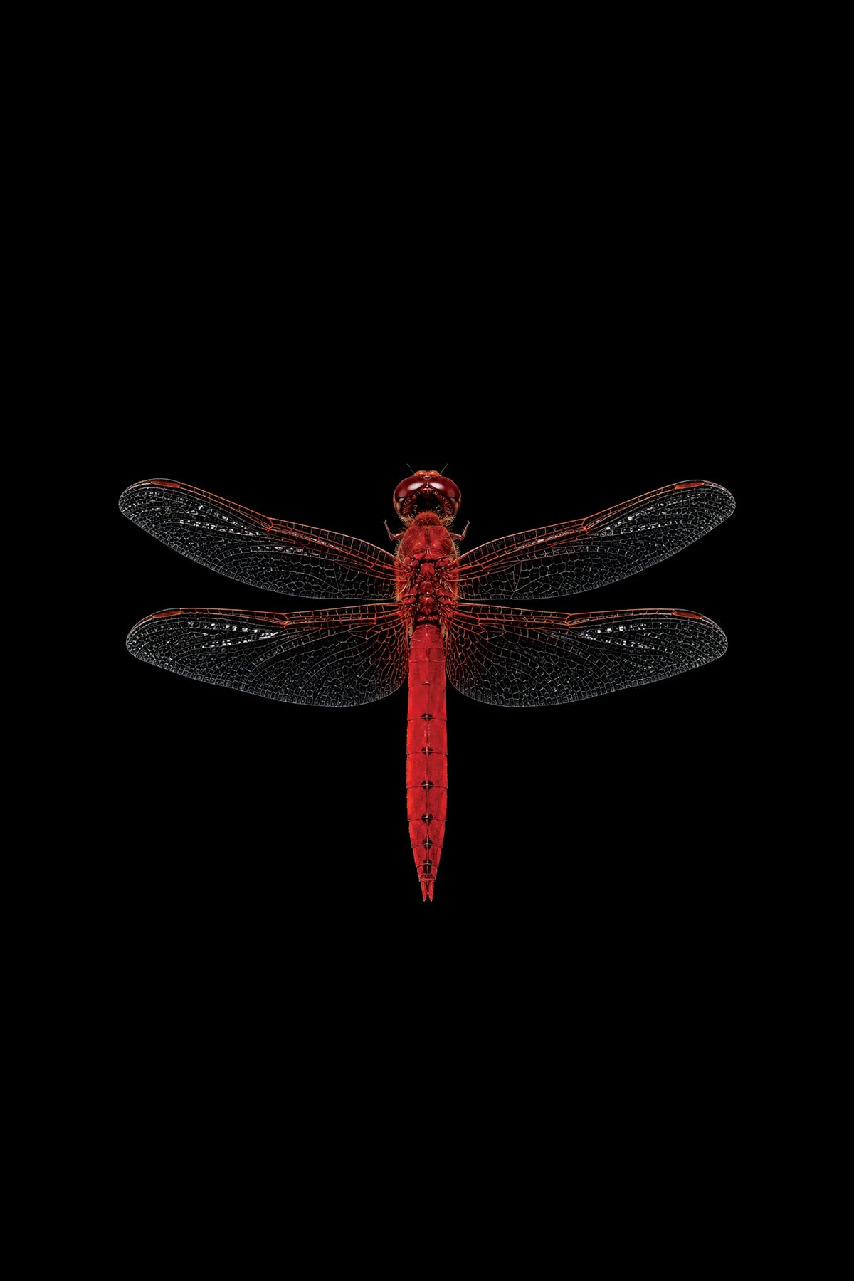 Scientific illustration of the Scarlet Dragonfly (Crocothemis erythraea)