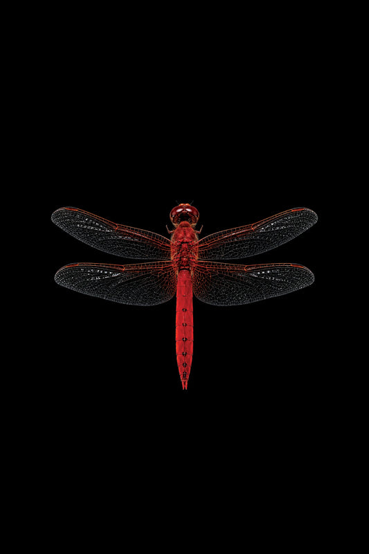 Scientific illustration of the Scarlet Dragonfly (Crocothemis erythraea)