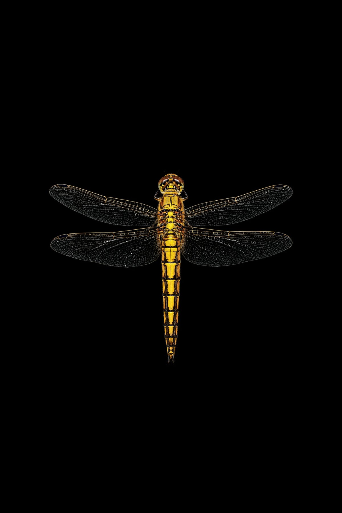 Scientific illustration of the Black-tailed Skimmer dragonfly (Orthetrum cancellatum)