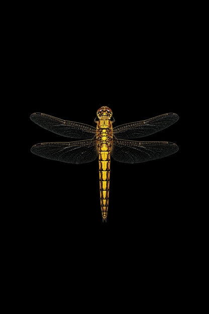 Scientific illustration of the Black-tailed Skimmer dragonfly (Orthetrum cancellatum)