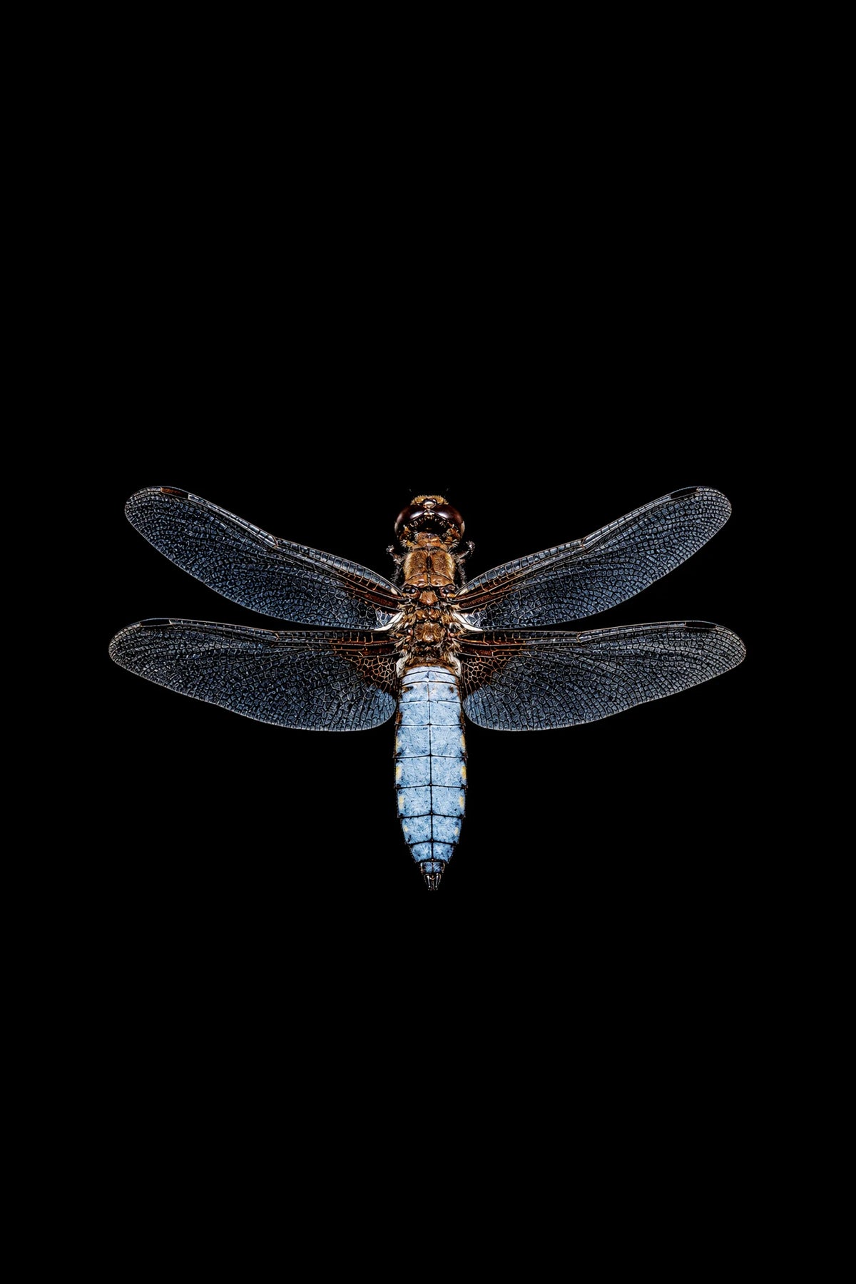 Scientific illustration of the Broad-bodied Chaser dragonfly (Libellula depressa)