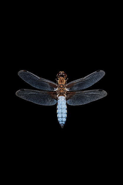 Scientific illustration of the Broad-bodied Chaser dragonfly (Libellula depressa)