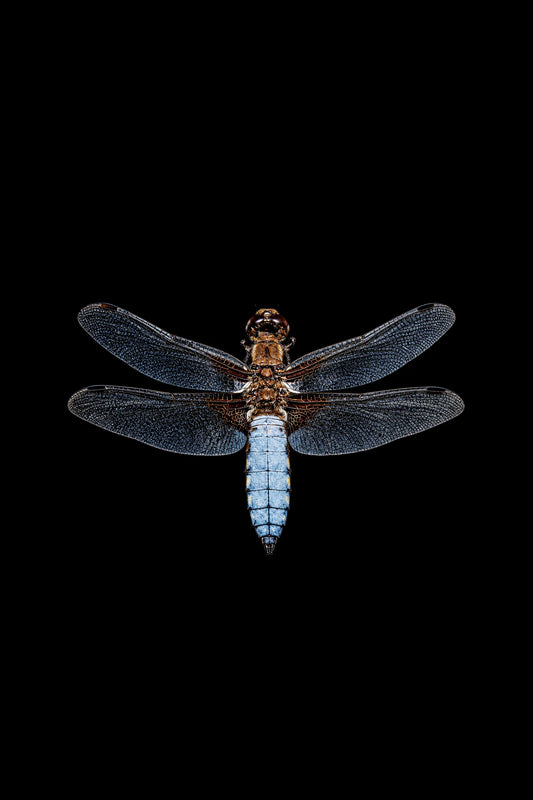 Scientific illustration of the Broad-bodied Chaser dragonfly (Libellula depressa)