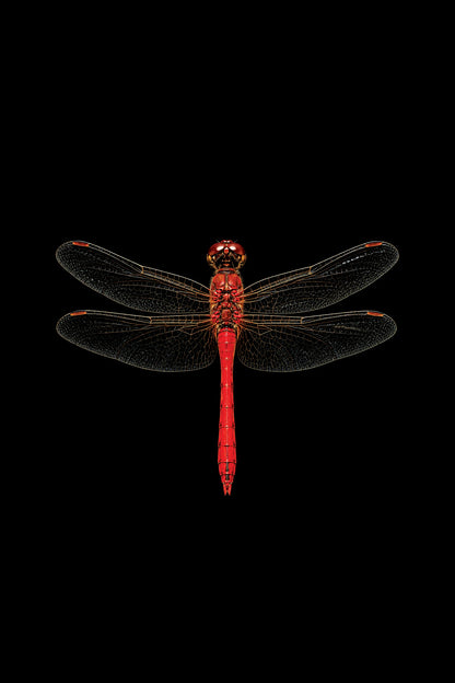 Scientific illustration of the Ruddy Darter dragonfly (Sympetrum sanguineum)
