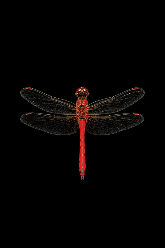 Scientific illustration of the Ruddy Darter dragonfly (Sympetrum sanguineum)