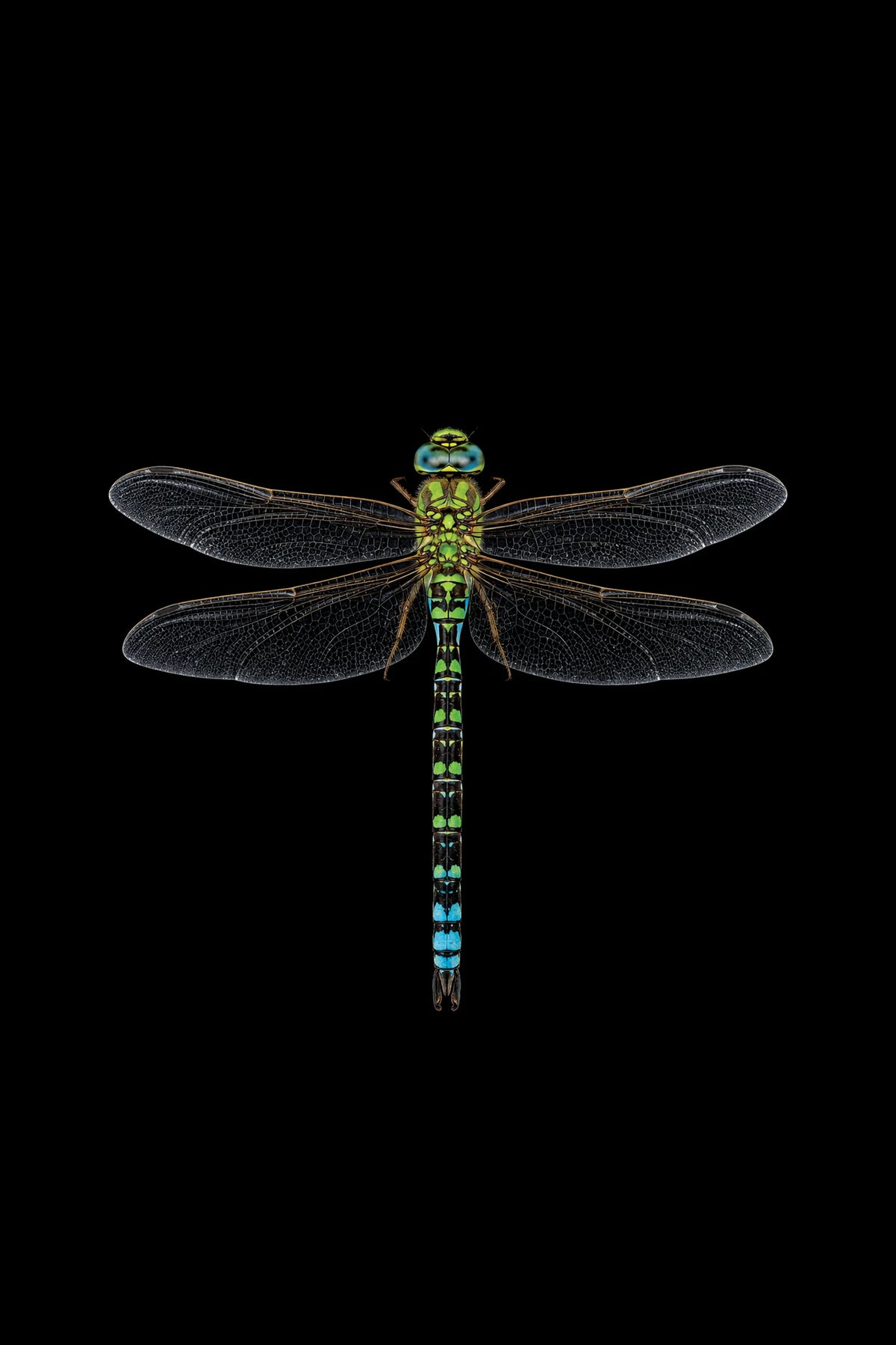 Scientific illustration of the Southern Hawker dragonfly (Aeshna cyanea)