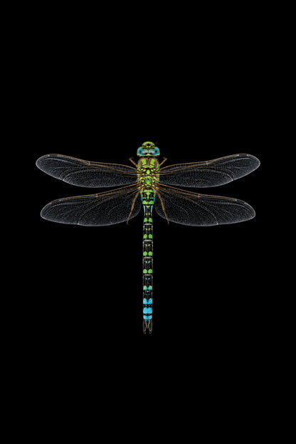 Scientific illustration of the Southern Hawker dragonfly (Aeshna cyanea)