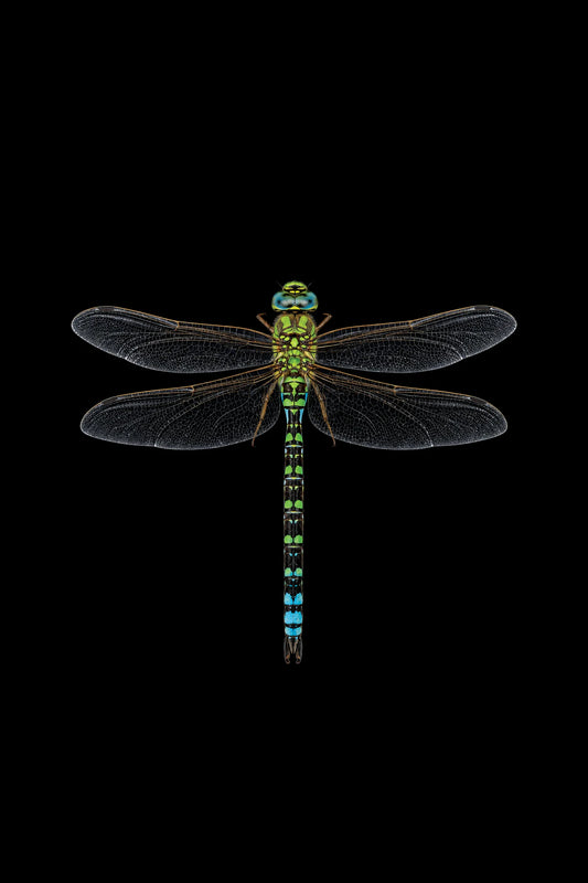 Scientific illustration of the Southern Hawker dragonfly (Aeshna cyanea)