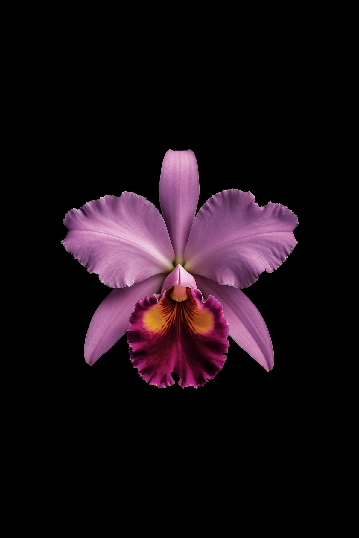 Scientific illustration of the Crimson Cattleya (Cattleya labiata)