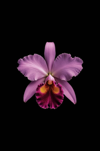 Scientific illustration of the Crimson Cattleya (Cattleya labiata)
