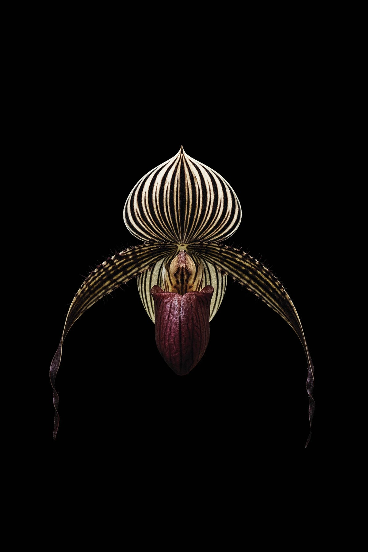 Scientific illustration of the Rothschild’s Slipper Orchid (Paphiopedilum rothschildianum)