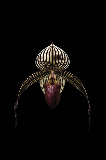 Scientific illustration of the Rothschild’s Slipper Orchid (Paphiopedilum rothschildianum)