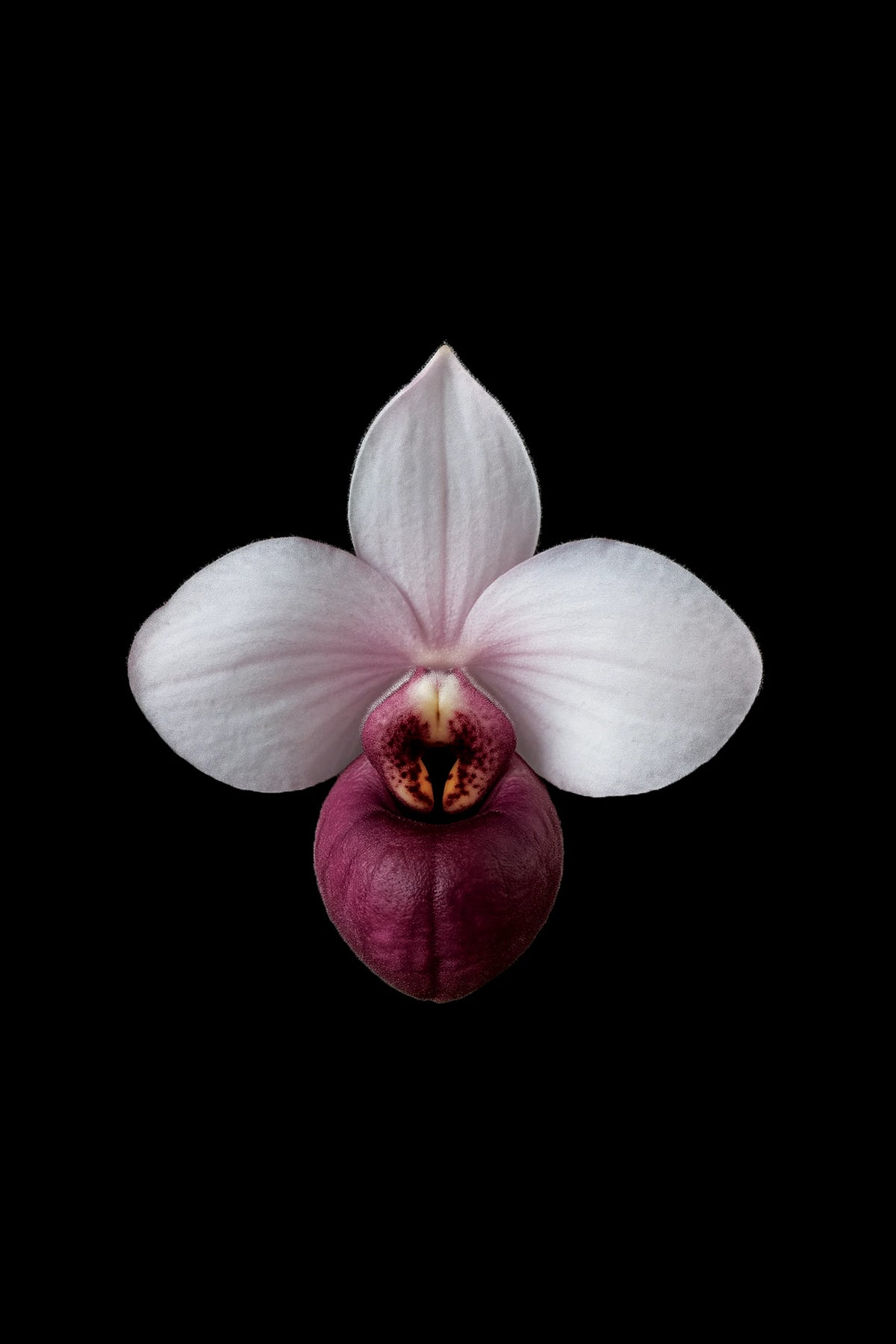 Scientific illustration of the Delenatii’s Lady’s Slipper Orchid (Paphiopedilum delenatii)
