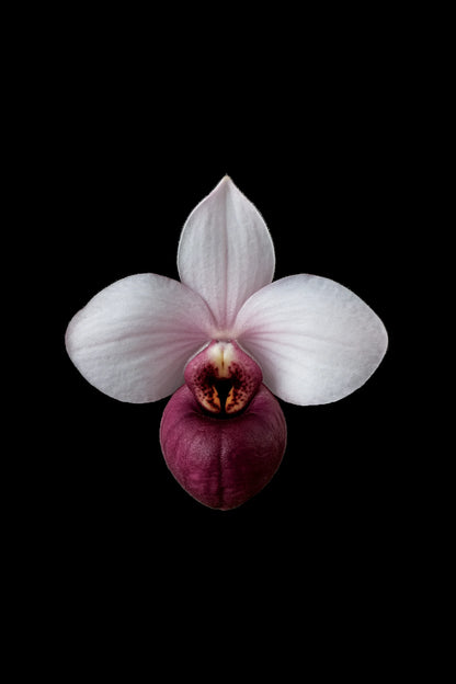 Scientific illustration of the Delenatii’s Lady’s Slipper Orchid (Paphiopedilum delenatii)