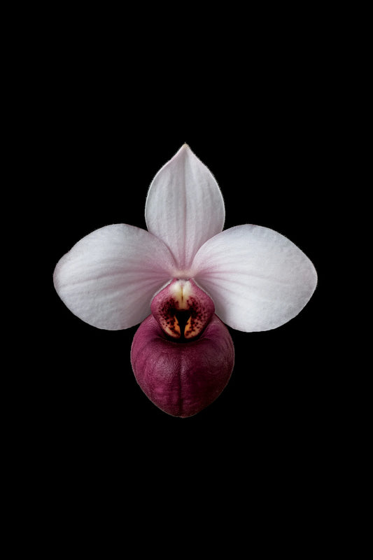 Scientific illustration of the Delenatii’s Lady’s Slipper Orchid (Paphiopedilum delenatii)
