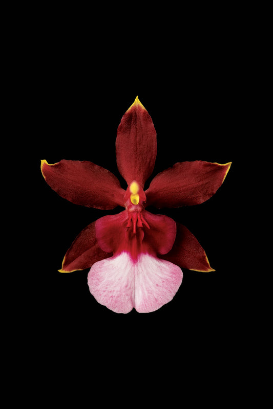 Scientific illustration of the Chocolate Orchid (Oncidium Sharry Baby)
