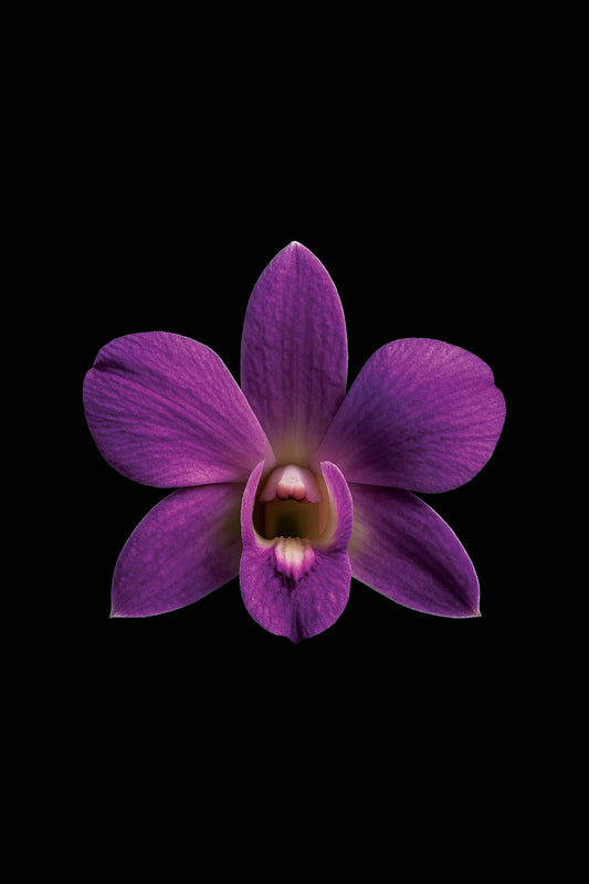 Scientific illustration of the Cooktown Orchid (Dendrobium phalaenopsis)