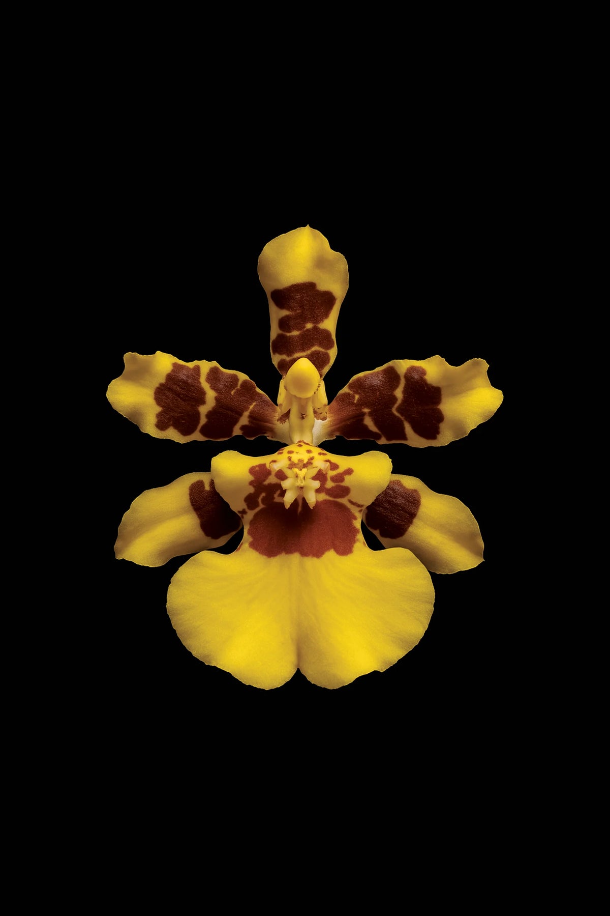 Scientific illustration of the Golden Shower Orchid (Oncidium sphacelatum)
