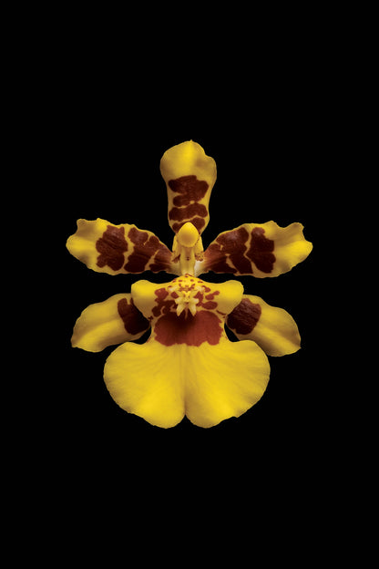 Scientific illustration of the Golden Shower Orchid (Oncidium sphacelatum)