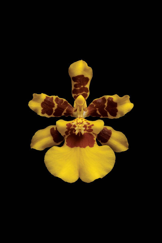 Scientific illustration of the Golden Shower Orchid (Oncidium sphacelatum)