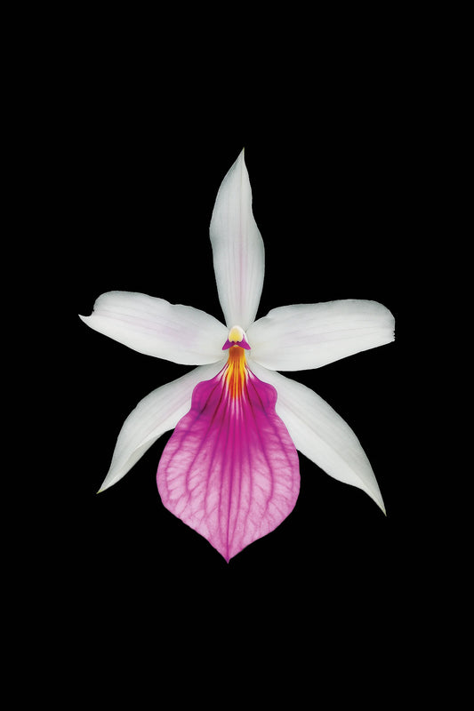 Scientific illustration of the Showy Miltonia (Miltonia spectabilis)