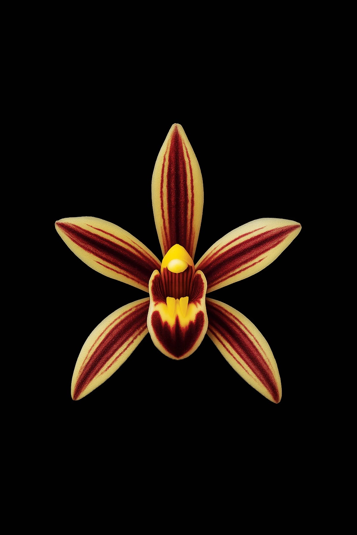 Scientific illustration of the Pendulous Cymbidium (Cymbidium aloifolium)