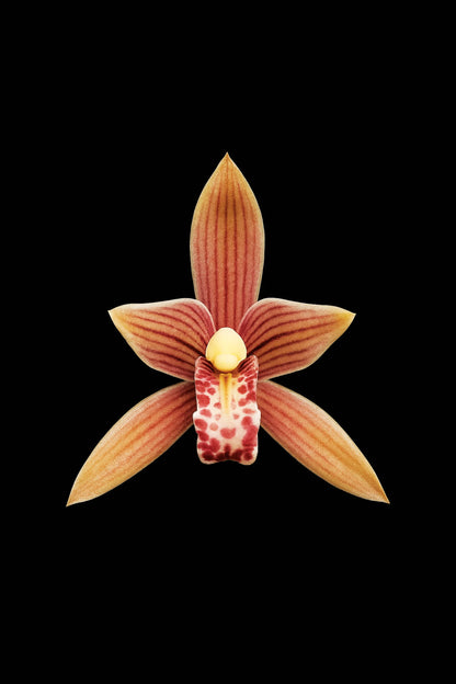 Scientific illustration of the Sword-leaf Cymbidium (Cymbidium ensifolium)