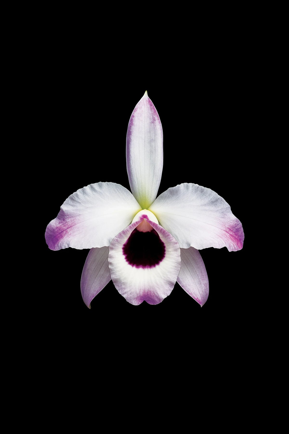 Scientific illustration of the Noble Dendrobium (Dendrobium nobile)