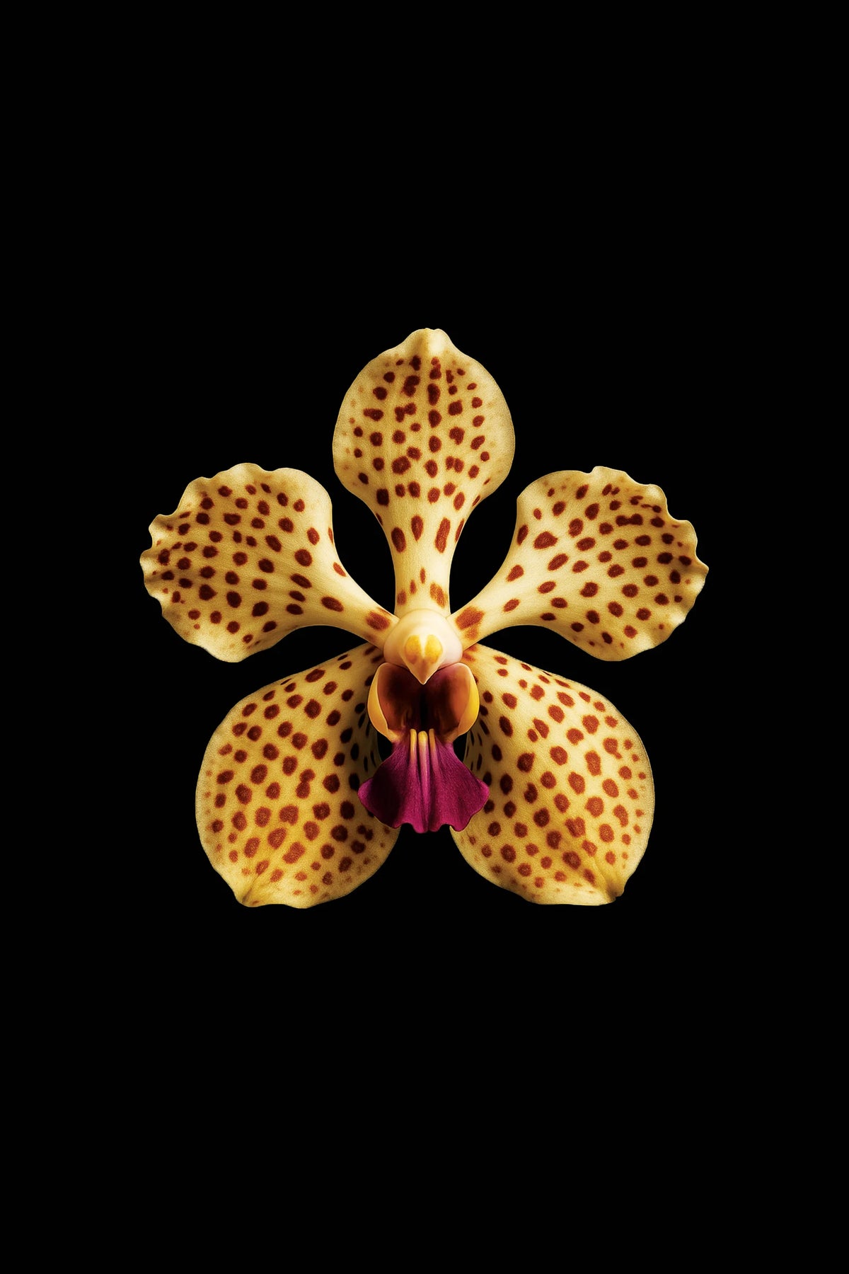 Scientific illustration of the Tricolor Vanda (Vanda tricolor)