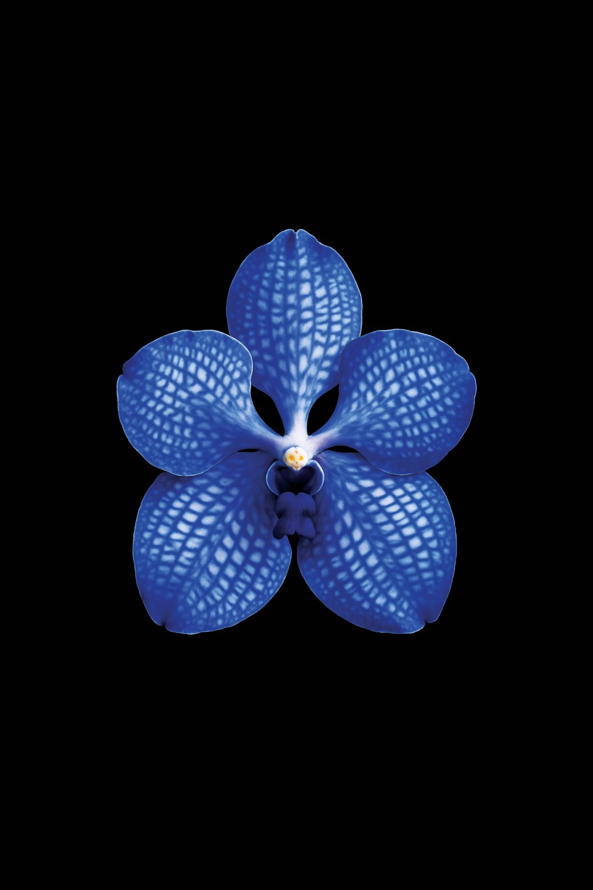 Scientific illustration of the Blue Vanda (Vanda coerulea)