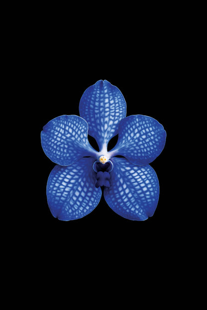 Scientific illustration of the Blue Vanda (Vanda coerulea)