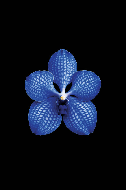 Scientific illustration of the Blue Vanda (Vanda coerulea)