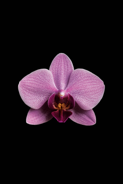 Scientific illustration of the Schiller’s Moth Orchid (Phalaenopsis schilleriana)