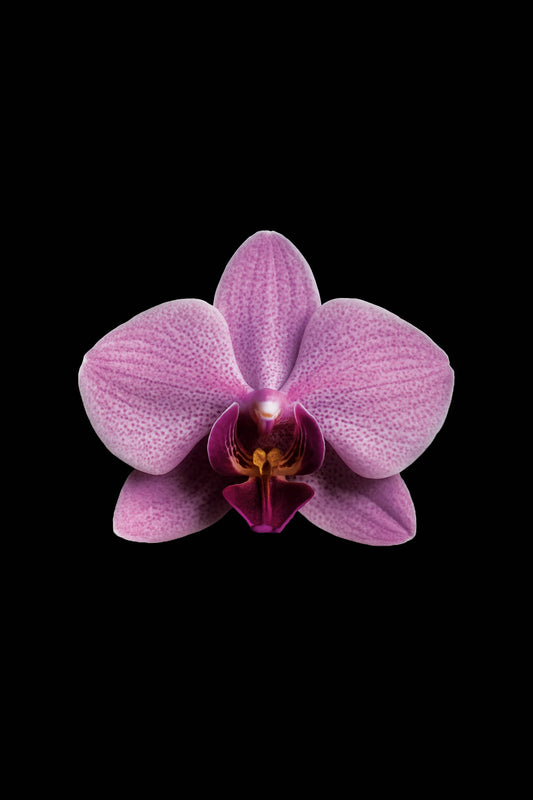 Scientific illustration of the Schiller’s Moth Orchid (Phalaenopsis schilleriana)