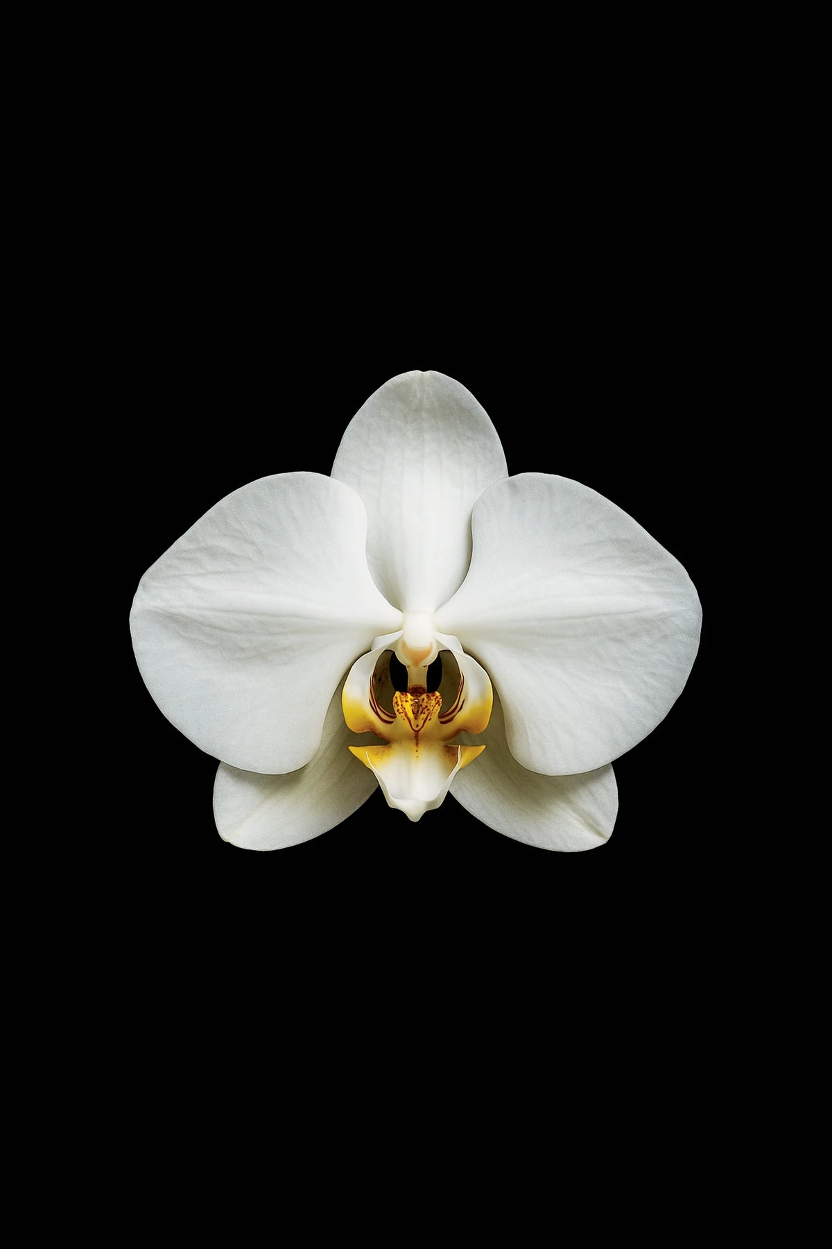 Scientific illustration of the Moth Orchid (Phalaenopsis amabilis)