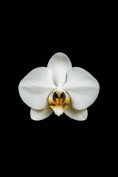 Scientific illustration of the Moth Orchid (Phalaenopsis amabilis)