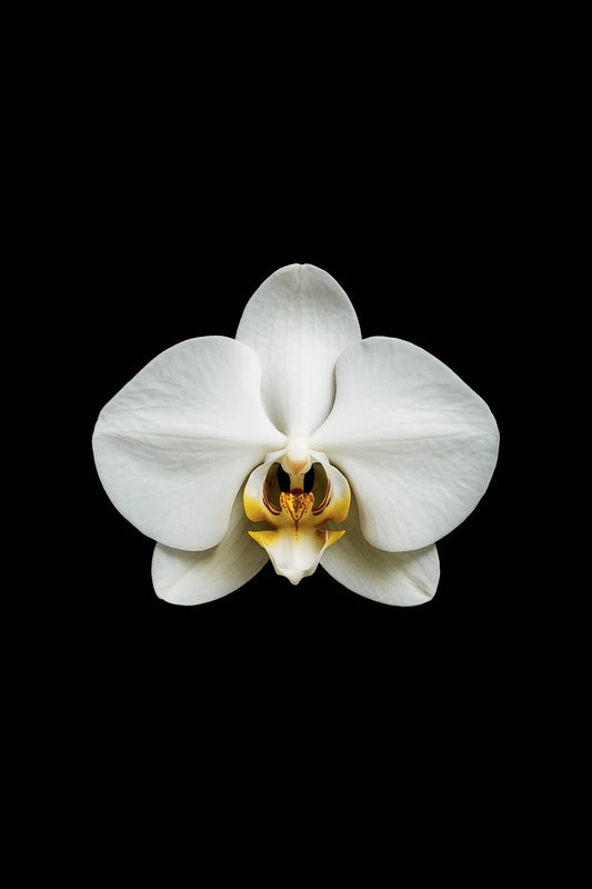 Scientific illustration of the Moth Orchid (Phalaenopsis amabilis)